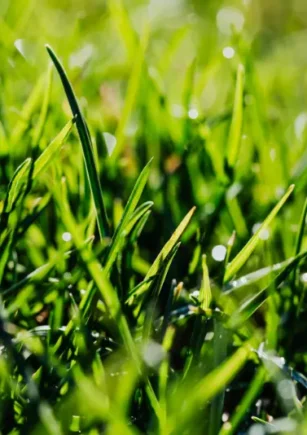 Kdaj je pravi čas za prezračevanje trave in kako se ga lotiti?