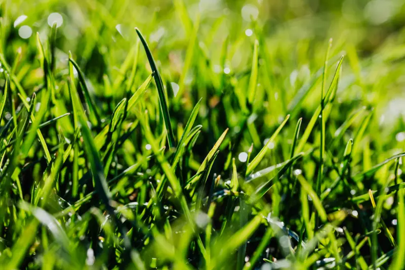 Kdaj je pravi čas za prezračevanje trave in kako se ga lotiti?